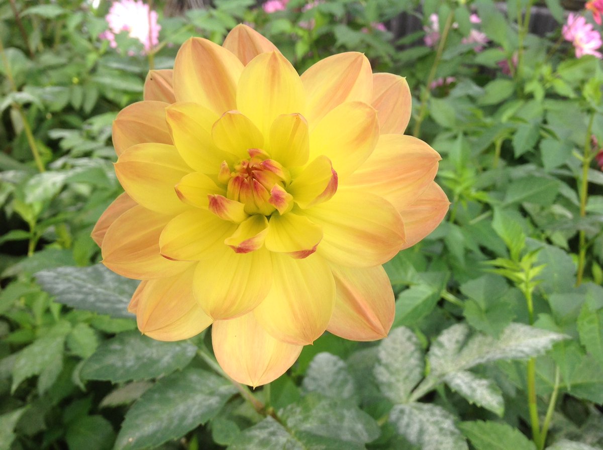 Jack Gott tweet media