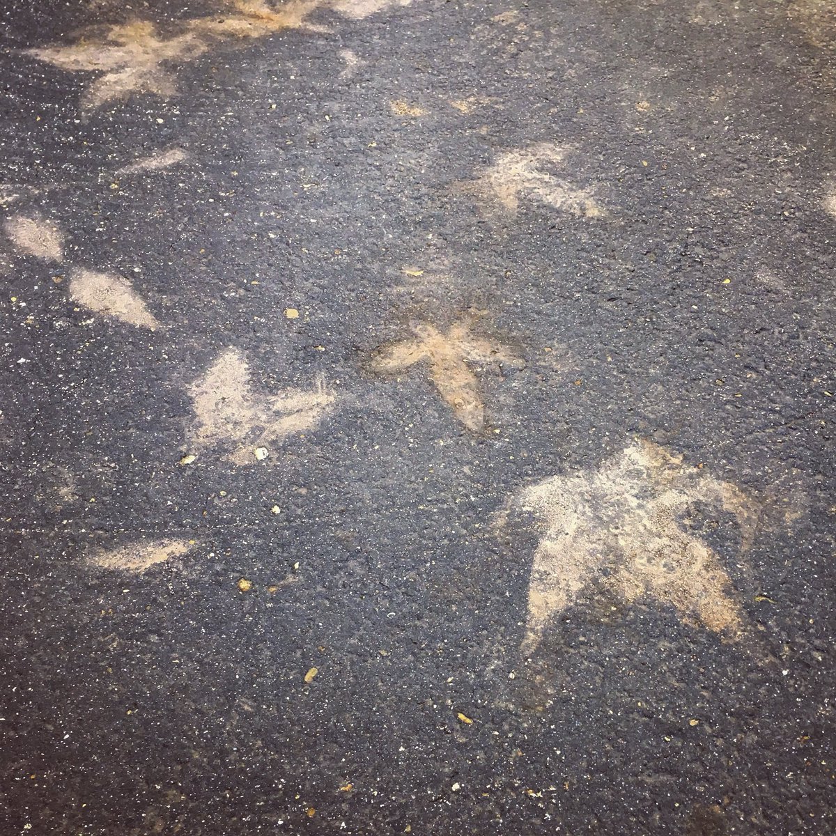 TaliaMiele's tweet photo. These tragically beautiful ash imprints were left from the #ThomasFire even after the rain and yard work swept away the leaves. #beautifulmess
#ThomasFlood #thomasfloods #Montecito #santabarbara #carpinteria #carpstrong #mothernature #healthylife #livehealthy #travellife https://t.co/p5ccCh02Zz