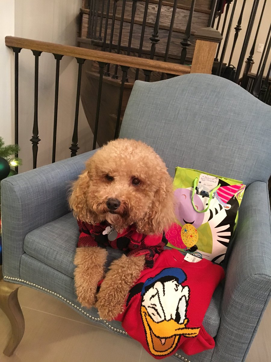 CenaSison's tweet photo. #dogs #Puppies #dogsoftwitter #furry @photogenic_dogs @NetPetrage #thetruthaboutlookinggood -gifts from my humans 🐶🎄 https://t.co/UF340tJIR9