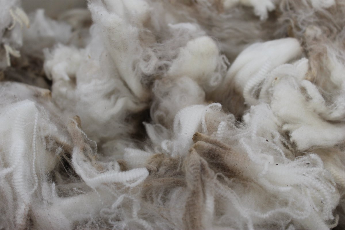 Moseswool's tweet photo. First auction back for 2018 and the wool market is up!
INDICATOR: 1908 +21
#happydays #merinosheep #welovewool #moseswool https://t.co/DlC5Pxt2bo