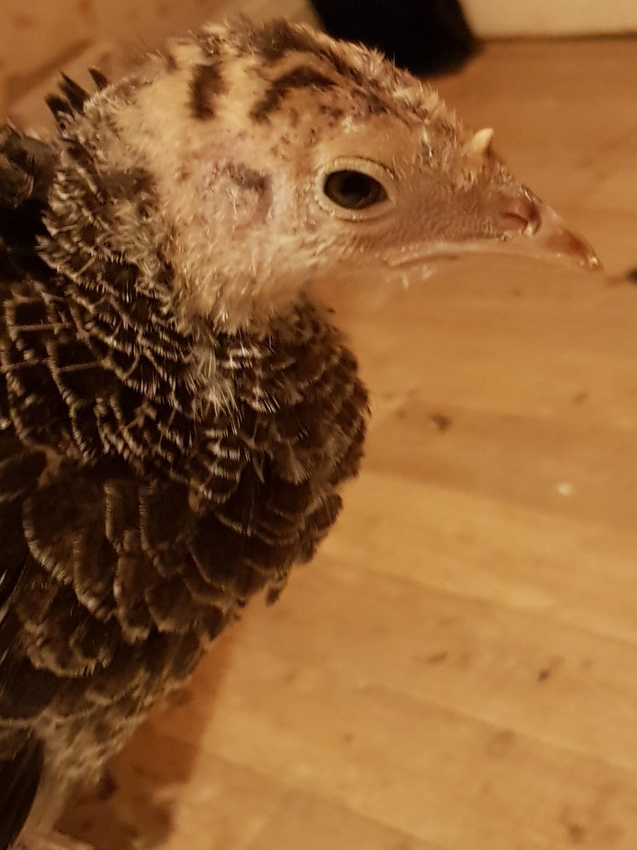 booirwin's tweet photo. New family member- Spartacus https://t.co/U4uMbx2kXG