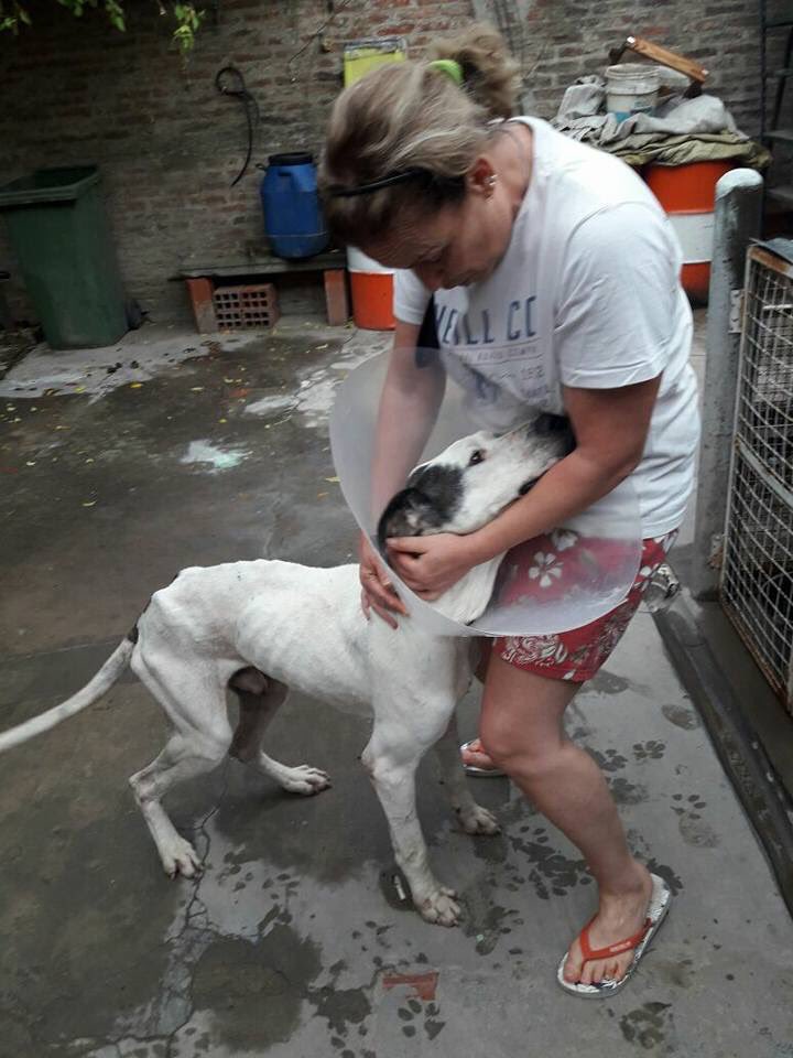 perrosdelalma's tweet photo. Este perrito, Danes, andaba por la ruta 26 en Del Viso, los gusanos lo estaban comiendo vivo.... El que quiera colaborar por más poco que sea lo deja en el Hospital Veterinario de Del Viso de la Dra. Silvita Milei. Gracias!! https://t.co/jUc344AJ9l