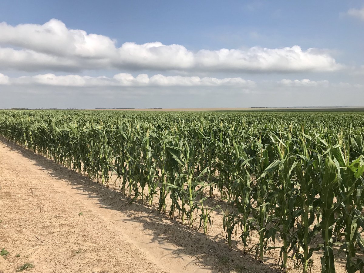 lhclaassen's tweet photo. Our oldest #corn in Sasolburg are coming in to seed now. Critical time for them to get rain, there is still much potential if the rain come soon. #lhcgroup #rainmustfall @WandileSihlobo https://t.co/eOsemC16ov