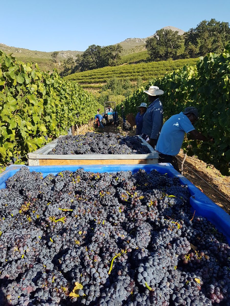 wineoncork's tweet photo. Celebrating KWV 100th year with the firts grapes @KWVwines @Vinebug @LHELouw @Izelevb #kwv100year #harvest2018 #mcc https://t.co/1gs3m7143A