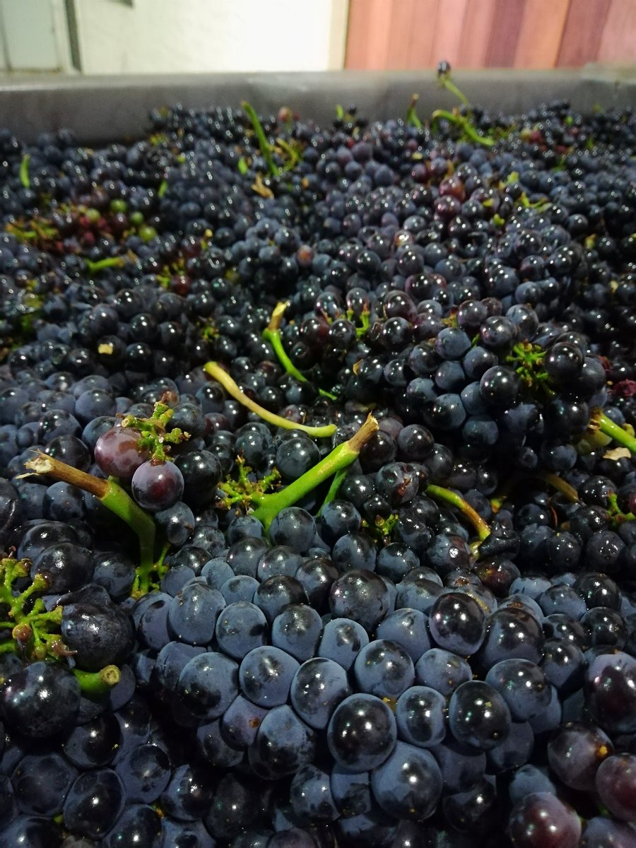 wineoncork's tweet photo. Celebrating KWV 100th year with the firts grapes @KWVwines @Vinebug @LHELouw @Izelevb #kwv100year #harvest2018 #mcc https://t.co/1gs3m7143A