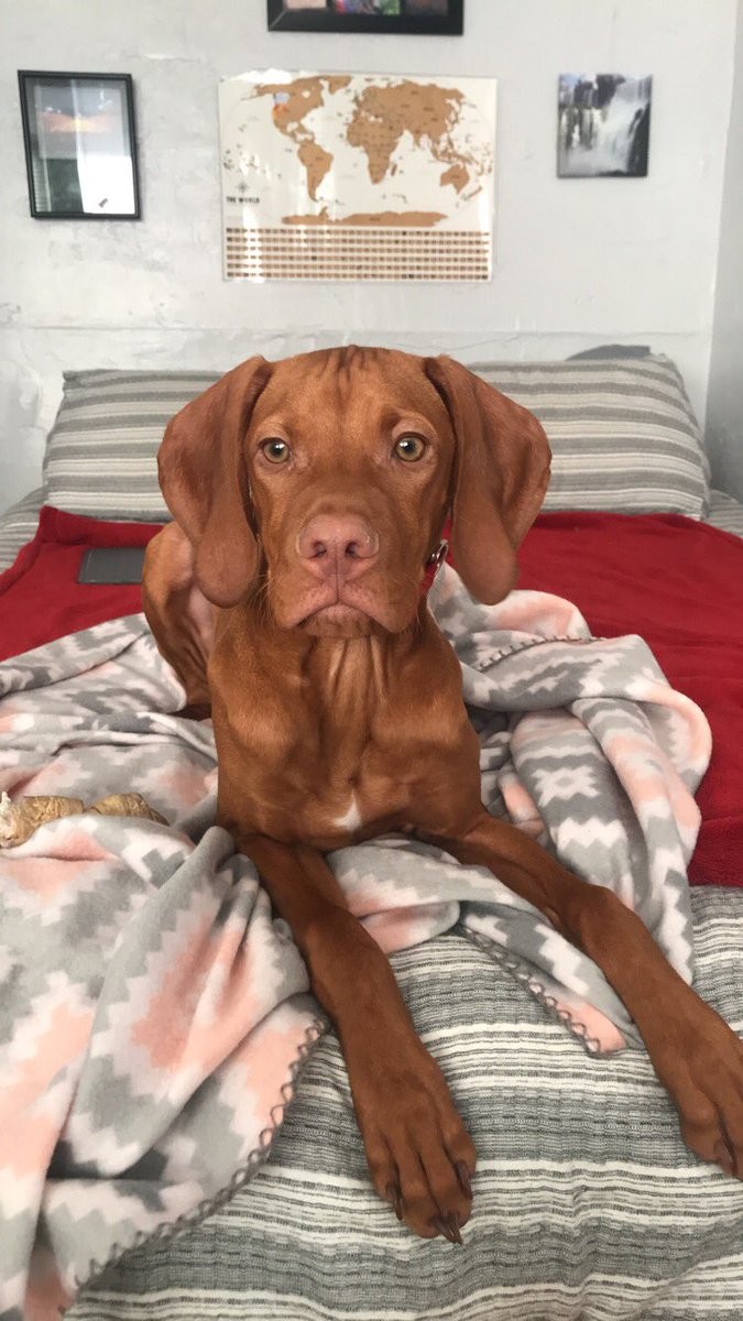 elisambrown's tweet photo. omg. Brigsby snores so loud. Please send help. How could such a cute pupper do this to me🤔😫😭 https://t.co/9LlOMNfiRj