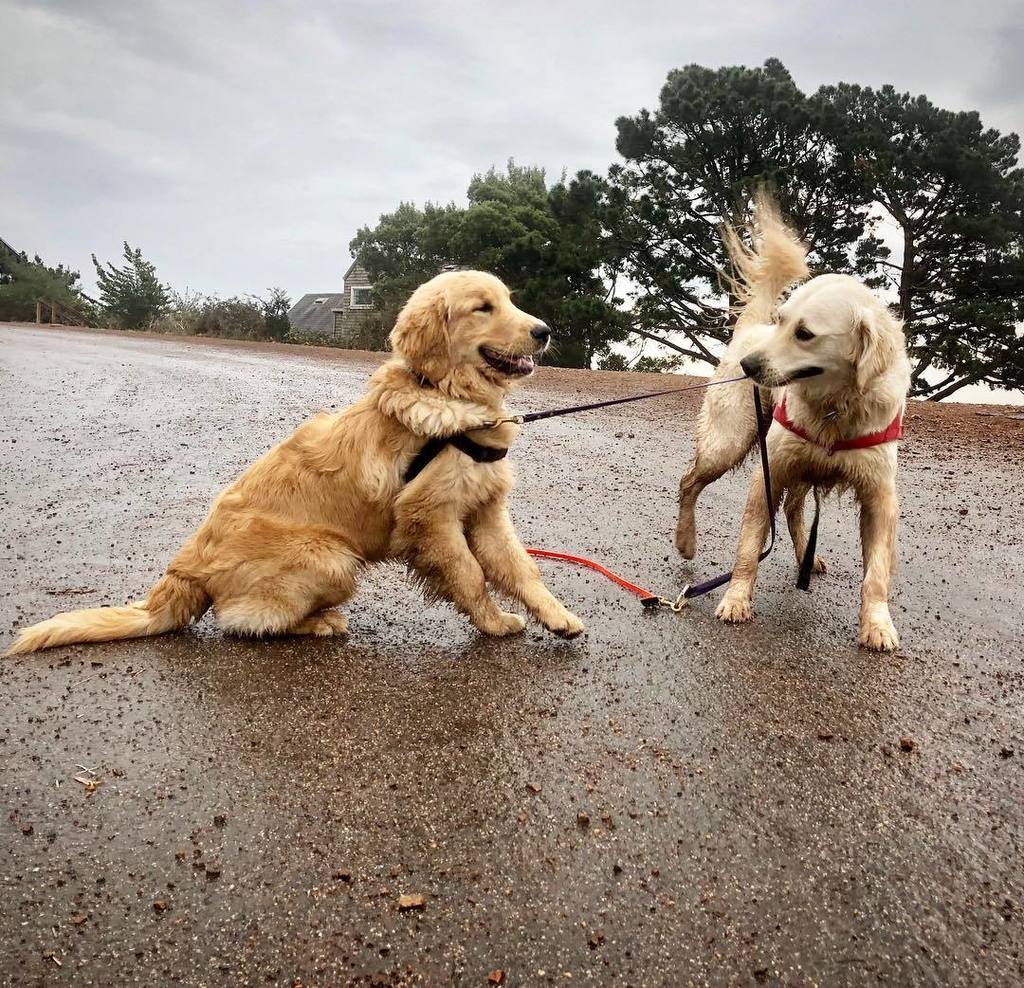 naturesbeasts's tweet photo. Rocket, taking the reins w/young Kirby ๐ถ๐จโ๐ซ๐ค.
.
.
.
#dogsteachingdogs #doglearning #retrieversgram #goldenretriever #englishcreamgoldenretriever #letsgo #dogwalker #bernal #sfdogs https://t.co/egj77B4hHo https://t.co/DmLlQpAzP3