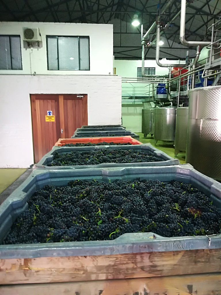 wineoncork's tweet photo. Celebrating KWV 100th year with the firts grapes @KWVwines @Vinebug @LHELouw @Izelevb #kwv100year #harvest2018 #mcc https://t.co/1gs3m7143A