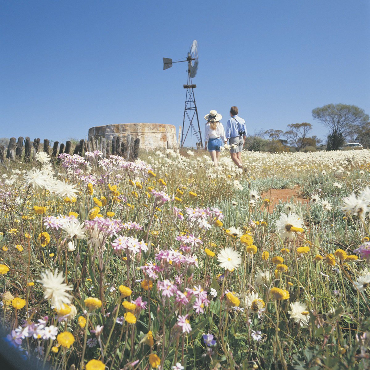 WooleenStation's tweet photo. We're often asked if other stations in the area offer a chance to experience outback life. So we collated a list of WA Station Stays in the mid-west, all within a 350km radius of us, who are all doing a fantastic job: https://t.co/Amdv0eWR7Q
Photo: @WestAustralia https://t.co/Az2sDbjyds