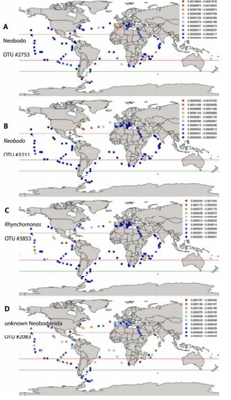 fonamental's tweet photo. Neobodonids are dominant kinetoplastids in the global ocean https://t.co/Mpie7sKdKh #protists #microeco https://t.co/mb9elnTCtL