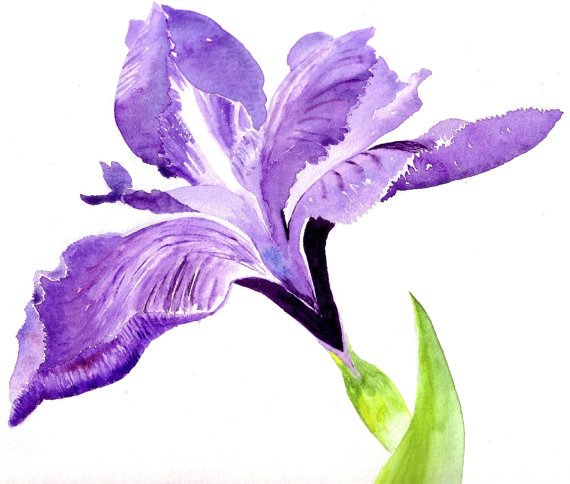MormorJan's tweet photo. Iris Watercolor Cards  https://t.co/x07drUhoi6 via @EtsySocial #etsymntt  #packof4 #WatercolourCards https://t.co/uGo2NhCcco