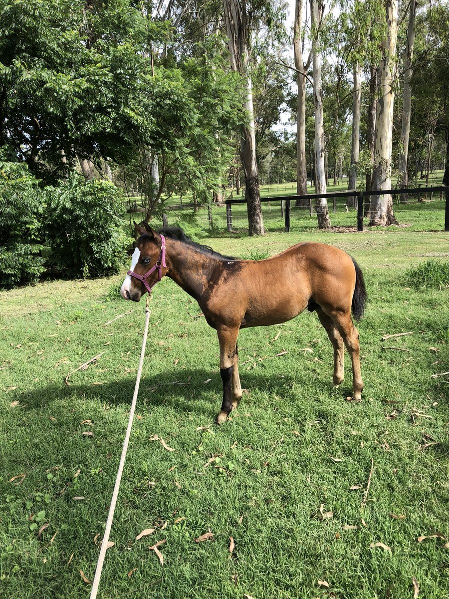 Mophead83's tweet photo. Winston #gottagetagunner #reiningaustralia #lovehim https://t.co/FNkhRbD0nH