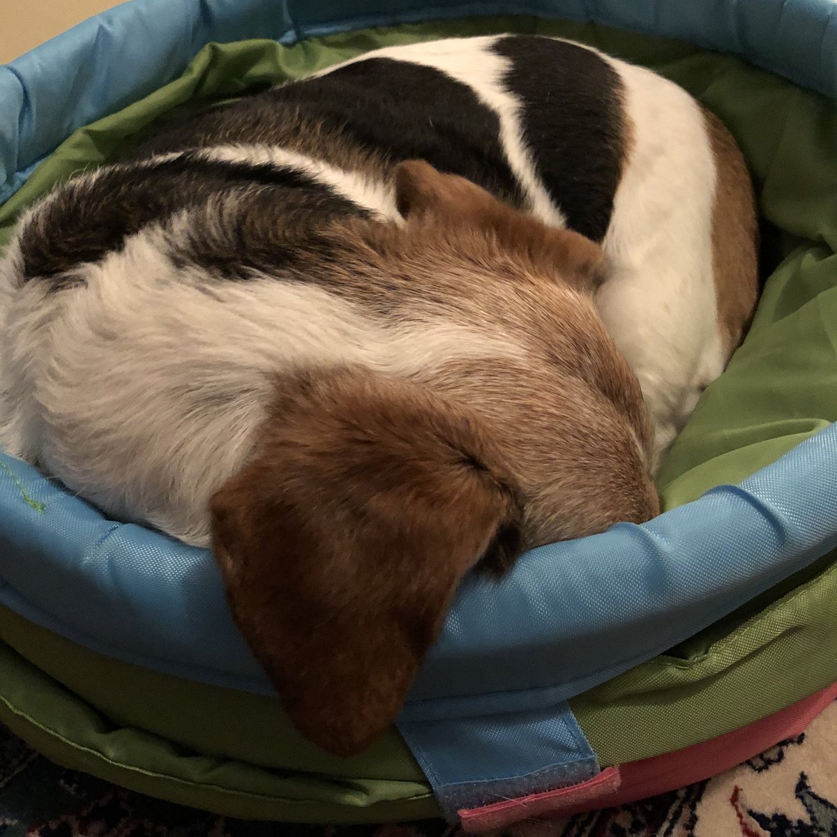 ernierubs's tweet photo. My new bed is a little flimsy. https://t.co/Qx3a8dcE9q