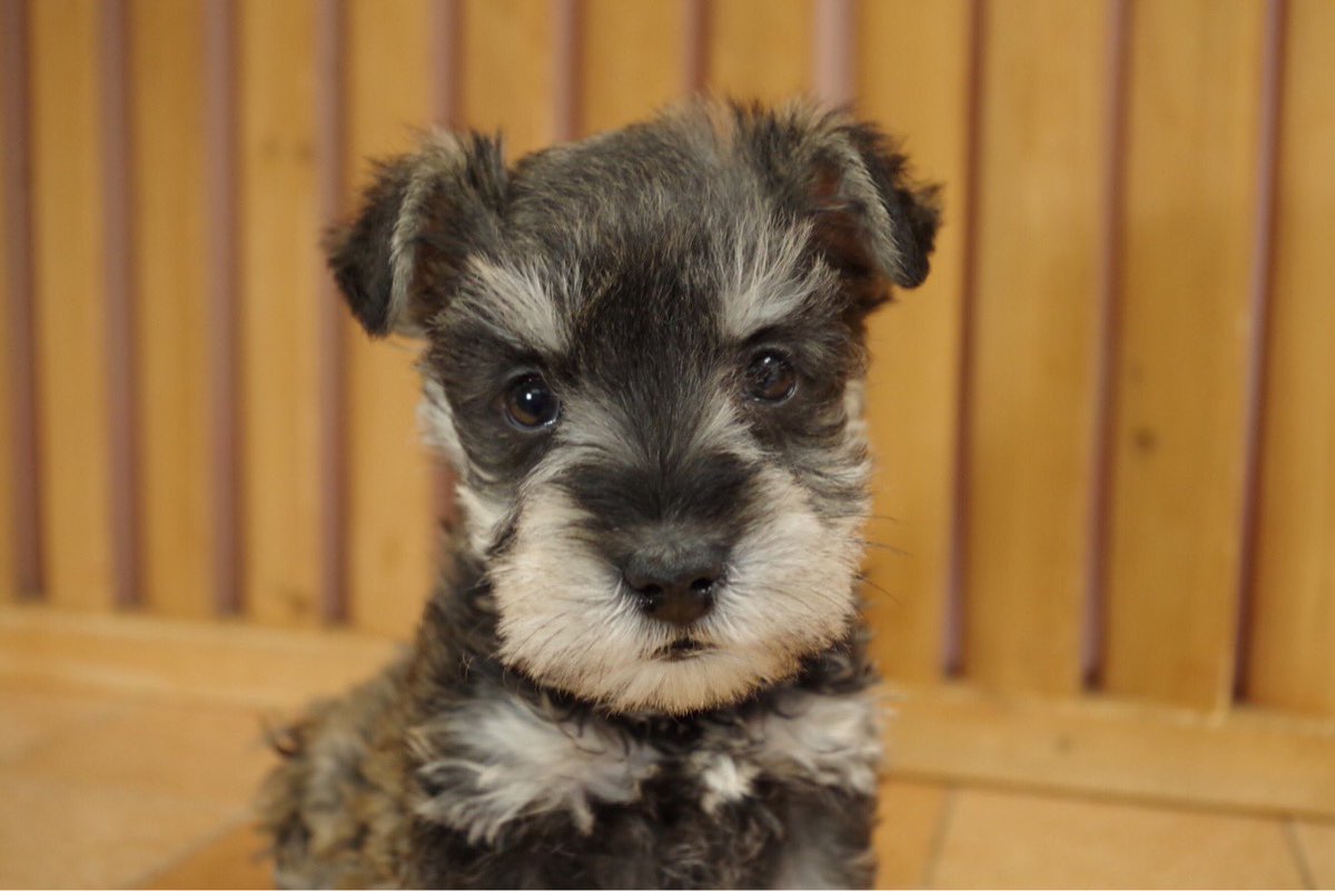 保護犬を専門に扱うお店 ペッツホップ בטוויטר 里親募集します 17年11月18日生まれ ミニチュアシュナウザーの男の子 里親 希望の方はインスタのdmよりお問い合わせください トライアウト犬について詳しくはホームページをご覧ください 里親募集