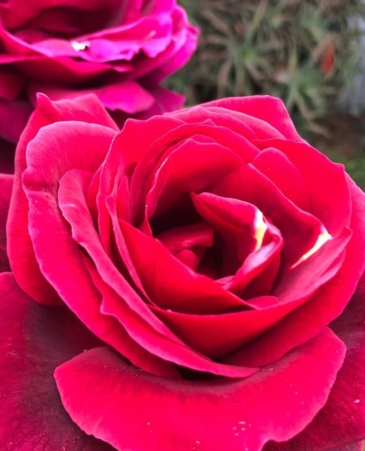 trueinsightsc's tweet photo. #RoseforTrueInsight from Venice, CA by @stacieaamon β¨πΉπ
Roses have one of the highest vibrations & are powerful intuitive tools.
Write #RoseforTrueInsight in the caption or tag us on photos of roses you see out in the world or in your backyard! We may share itπ https://t.co/xdfBUUJe4U