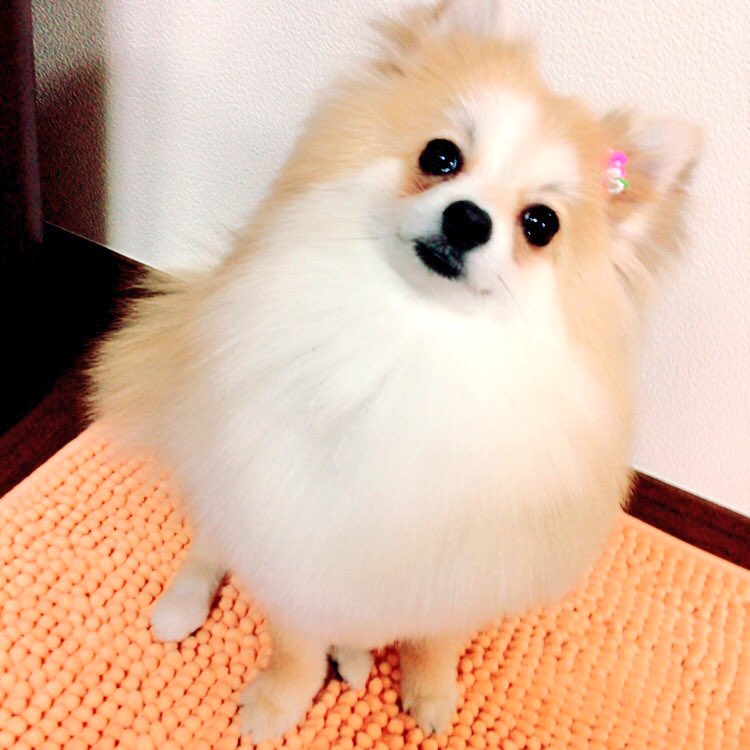 Ange_33333's tweet photo. 今年初トリミング✂️
りぼんかわいい🎀

#ポメラニアン  #愛犬 #トリミング #可愛い #犬好きさんと繋がりたい  #犬好きな人と繋がりたい https://t.co/Qq3X9B44qf