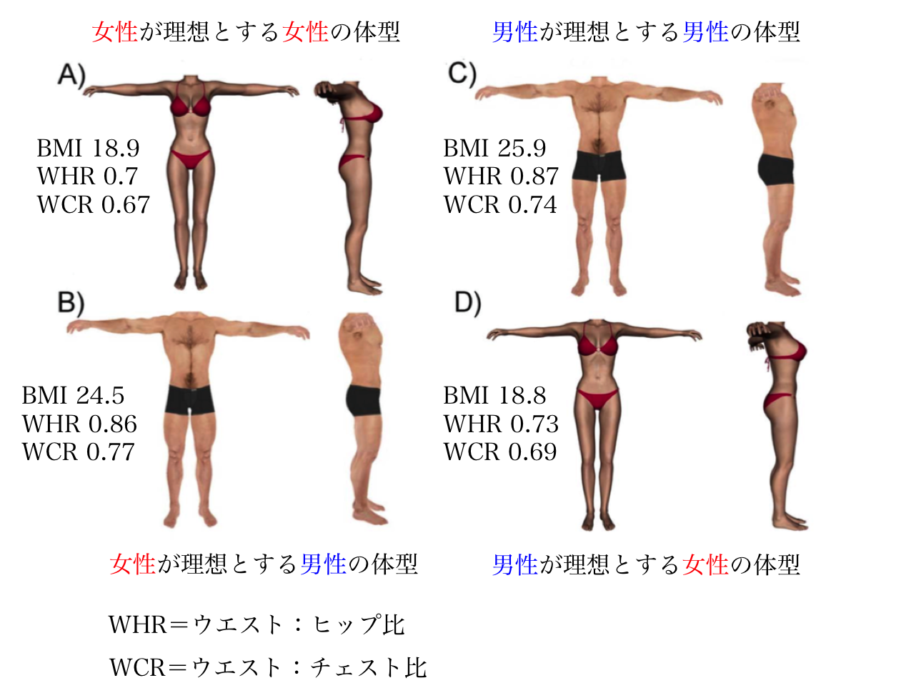 Twitter 上的 くぼたかふみ 理想的な体型はどんな体型ですか という問いに対して理想の体型 を40名ずつの男女に3dモデルを作成させた研究 女性はウエストが細い女性を好むのに対して男性は女性に比べてそこまで細いウエストの女性を理想としていない T