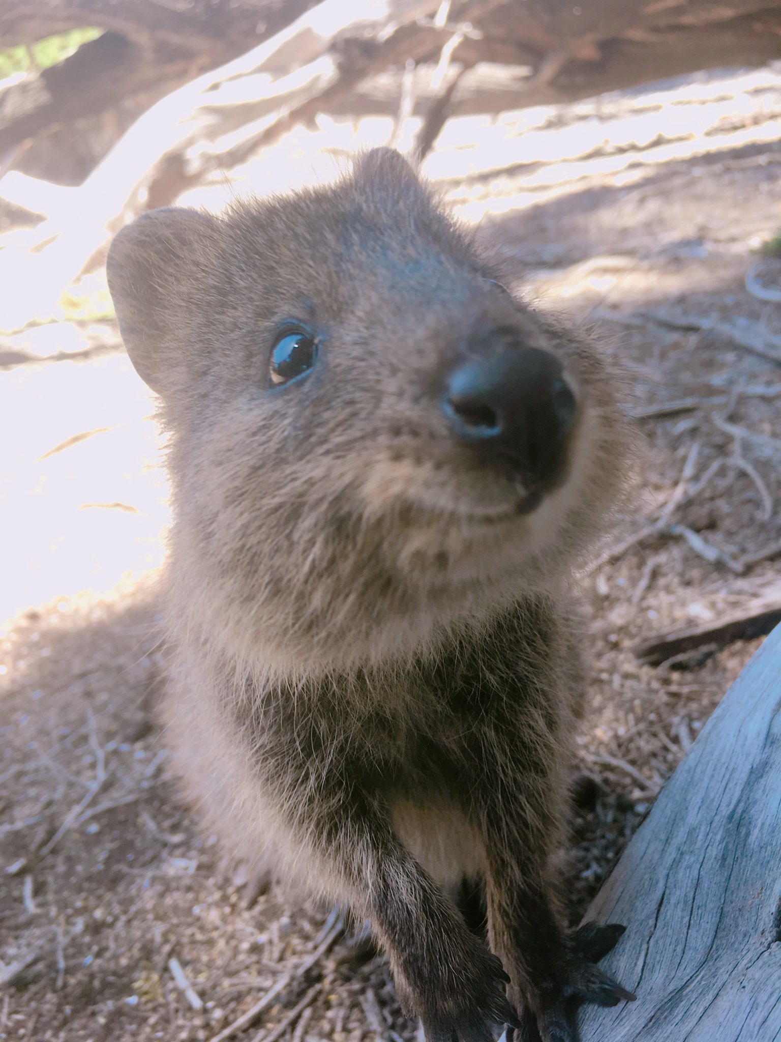 世界一幸せそうな動物 Twitter Search Twitter