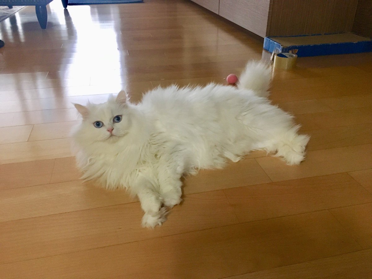 안뇽 먼지에요❤️ 먼지는 잘 지내요 여전히 예뻐요
