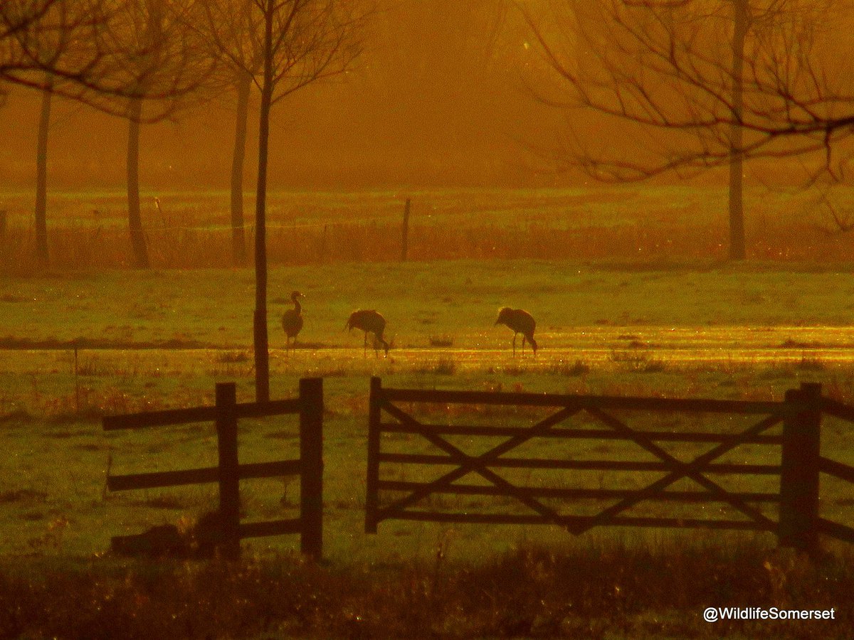 wildlifesomrset's tweet photo. Short notice I know but I have Sunrise and Sunset Crane Tours available for tomorrow. A 2 hour trip on the beautiful #SomersetLevels for just £40.00 per person. Msg here or email look@wildlifesomerset.co.uk 07388535419 https://t.co/BAuuxYHy0h