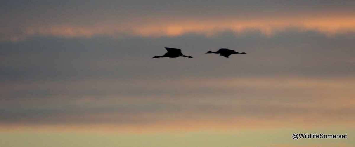 wildlifesomrset's tweet photo. Short notice I know but I have Sunrise and Sunset Crane Tours available for tomorrow. A 2 hour trip on the beautiful #SomersetLevels for just £40.00 per person. Msg here or email look@wildlifesomerset.co.uk 07388535419 https://t.co/BAuuxYHy0h