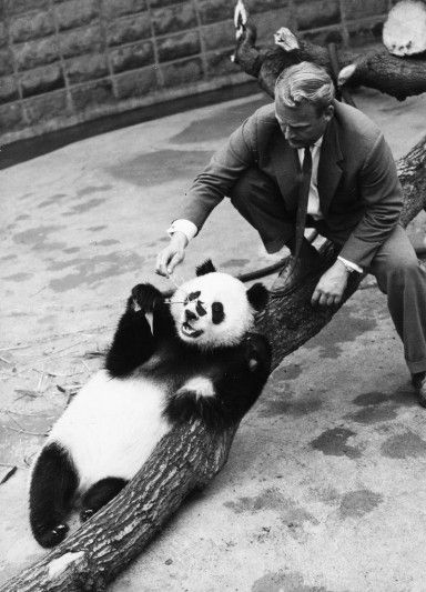 UkNatArchives's tweet photo. Cricket, tanks and panda-monium: files released from 1992 #blog #filerelease https://t.co/Yj6eeFhoTv https://t.co/q8WqNGqaRB