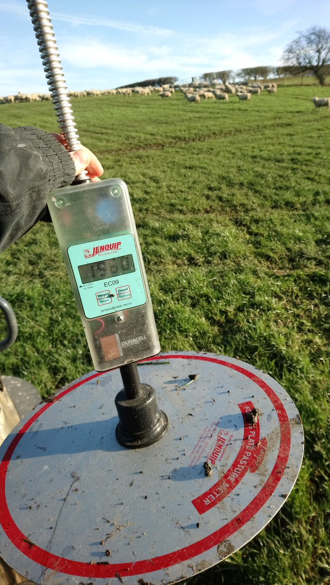 Great day on farm with <a href="/ARNRobWatkins/">Rob Watkins</a> yesterday - completing locomotion and BCS scores, heifer weighing and recalibrating a plate meter. Now to forward plan the grass wedge with tack sheep to maximise opening in covers for spring turnout #Grasstomilk