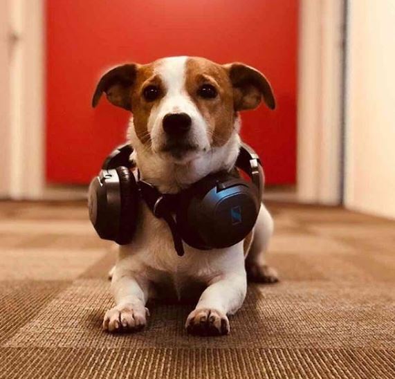 GameEkstra's tweet photo. Peki ya siz olmasanız biz ne yaparız 😍
#sennheiser #hayvandostu #HD6mix https://t.co/kw0fuCSd4s