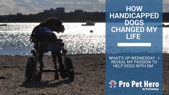 ProPetHero's tweet photo. How Handicapped Dogs Changed My Life #dogsinwheels #wheelchairdogs #dogsinwheelchairs #wheeliedogs #eddieswheels https://t.co/3XvMVVpXek https://t.co/nbn6hq3wr2