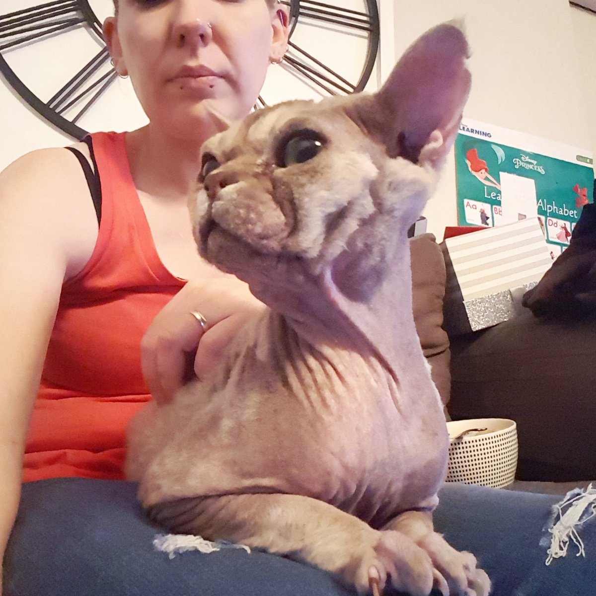ThorTheDevonRex's tweet photo. Nope! I'm not looking! https://t.co/UKa2Sz87Pz