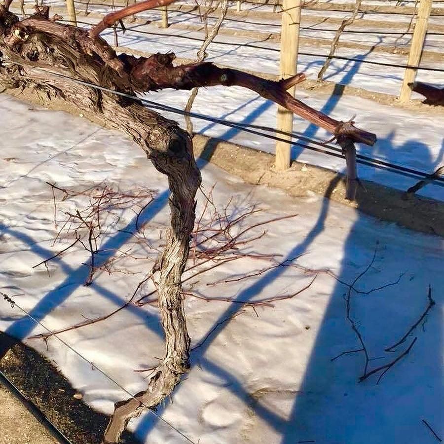 <a href="/Regranned/">Dhany Kharisma</a> from @plagidos_winery -  It’s that time of the year, the pruning has begun!  Go get em Ollie, and Richie! #pruning #vines #vineyard #hammonton #farmlife #farmers #vintner  @visit_south_jersey @newjerseywine @vintageatlanticwine <a href="/hammonton/">M&M</a>.pict… ift.tt/2APGnRF