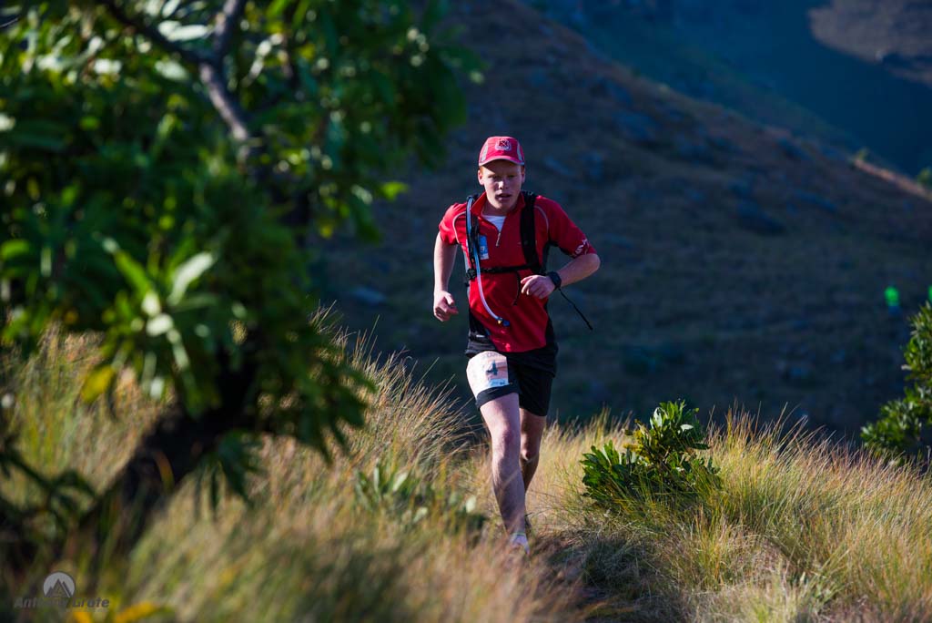 Drakensberg Rockjumper tweet media