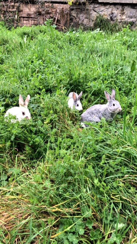 Çayhane’nin gözbebeği tavşanlar yeni yuvalarında çok mutlu 🐇