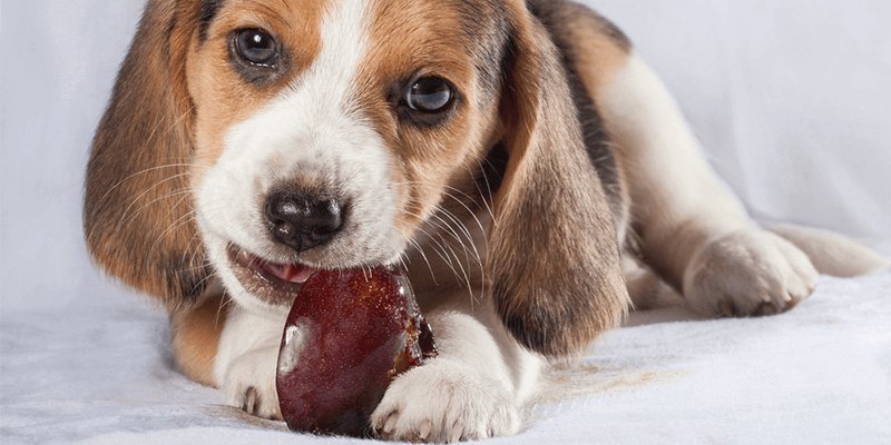 lovedogbabe's tweet photo. While this is most likely to occur in a smaller dog, it could also happen if a large dog consumes several plum pits. “Also, if the pit is crushed, it can release cyanide, which is toxic to dogs,” says Konecny.
Find out can dogs eat plums? https://t.co/yFEiZqbXcE.
#plums #dogsfood https://t.co/GA9ORzljcH