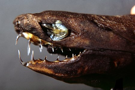 Newsweek's tweet image. Glowing sharks with insane extendable jaws hauled from the deep ocean off Taiwan bit.ly/2qP3KeA