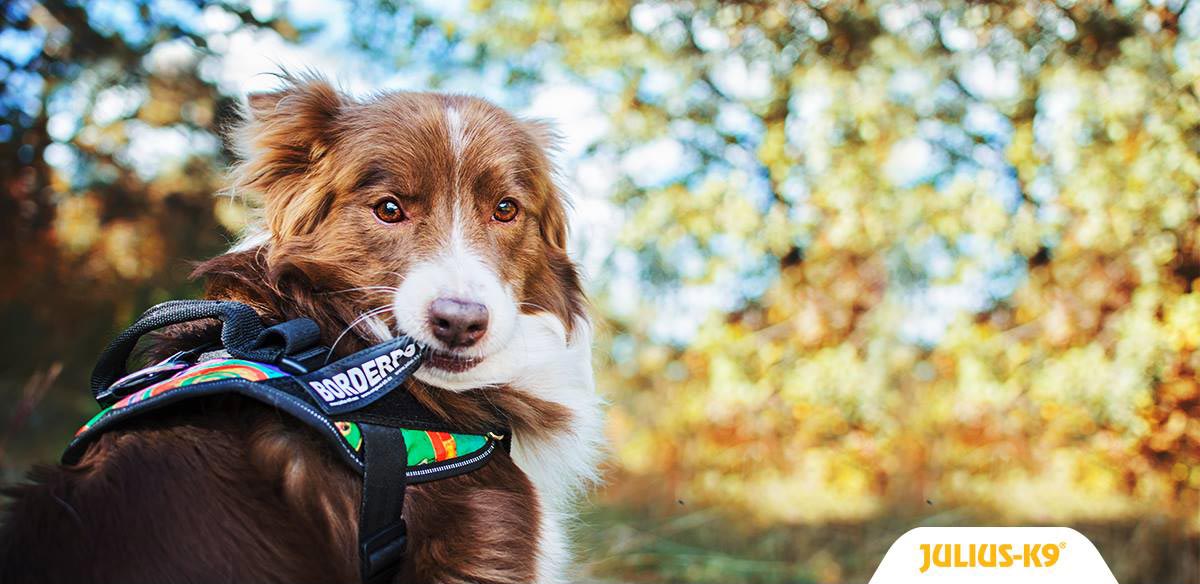 JuliusK9es's tweet image. Volvemos a tener en Stock los logos personalizados, corre y no te quedes sin el tuyo.
ow.ly/TvFy30hHn9p