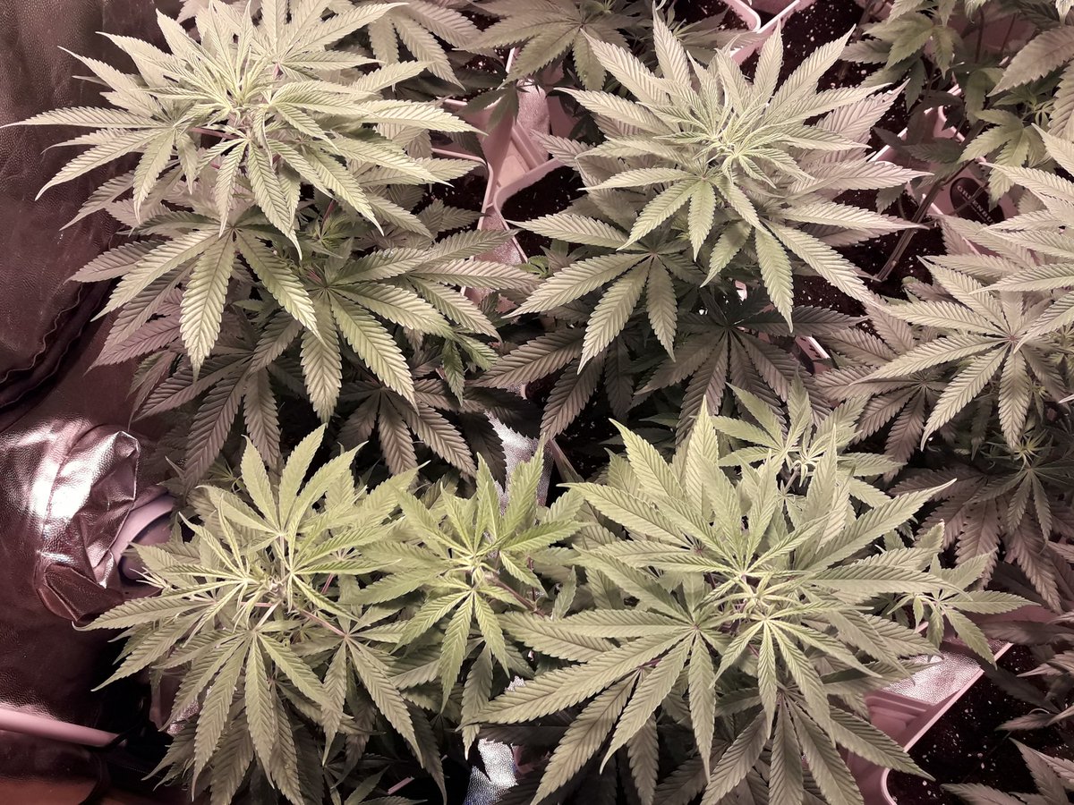 AdrycManellson's tweet photo. Y cómo no, unas promesas de Flores de #PhiloBlue y #Gokunk de @PhiloSeeds, qué tampoco podían faltar Verde Mundo :-))) https://t.co/mxiDEQe99B