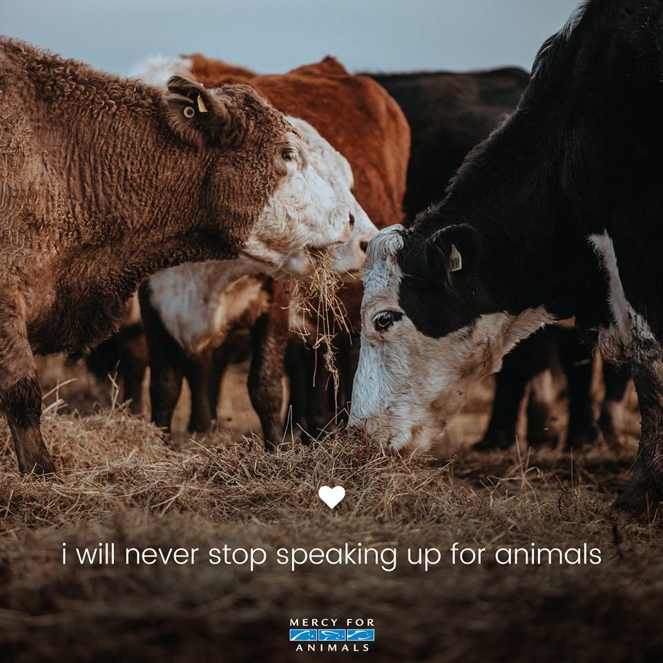 Speak up even if your voice shakes. ✊