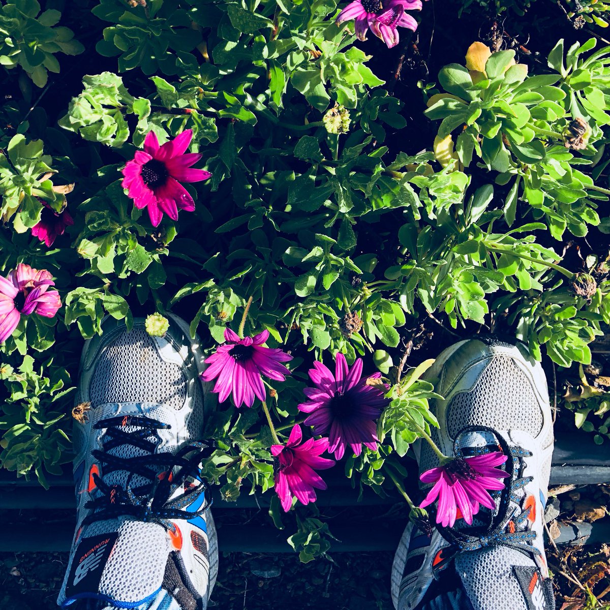 Flower 🌸 Jogging <a href="/newbalanceES/">New Balance España</a> 👌🏻 

#sport #jogging