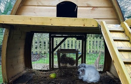 framebow's tweet photo. Its's foggy, wet and miserable today and it looks like these two are a little fed up, not even interested in their apple! 🐇🐇🍏 https://t.co/0ouMnYTg7e