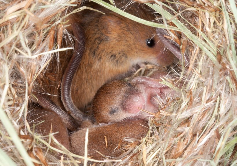 BugginOutRadio's tweet image. A female house mouse can have to up to a dozen babies every three weeks. That's as many as 150 offspring in a single year! It’s easy for your home to be taken over by mice - so if you suspect a mouse give us a call for your free estimate immediately! 631-265-5252 #Pestcontrol