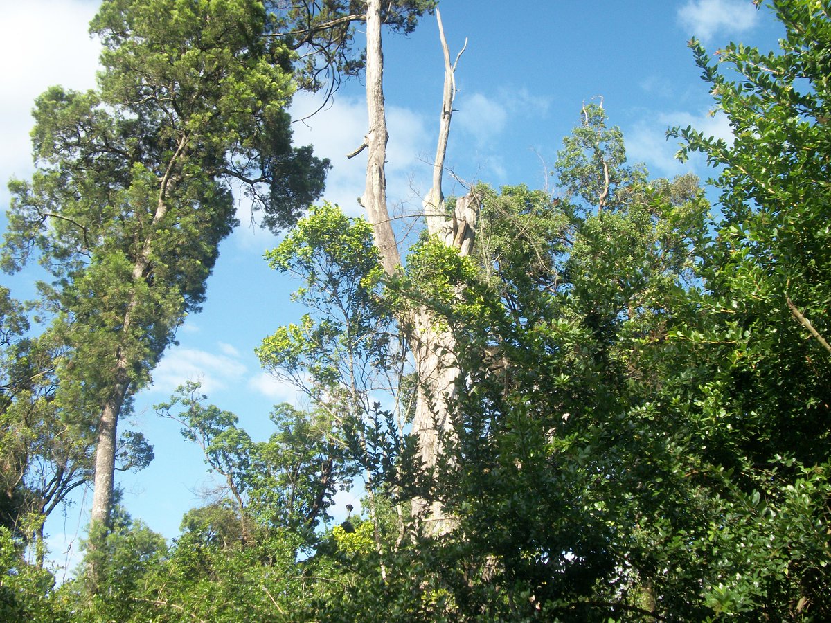 QtravelTourKe's tweet photo. South Marmanet Forest- Laikipia county #TembeaKenya https://t.co/g7jUmnjjwN
