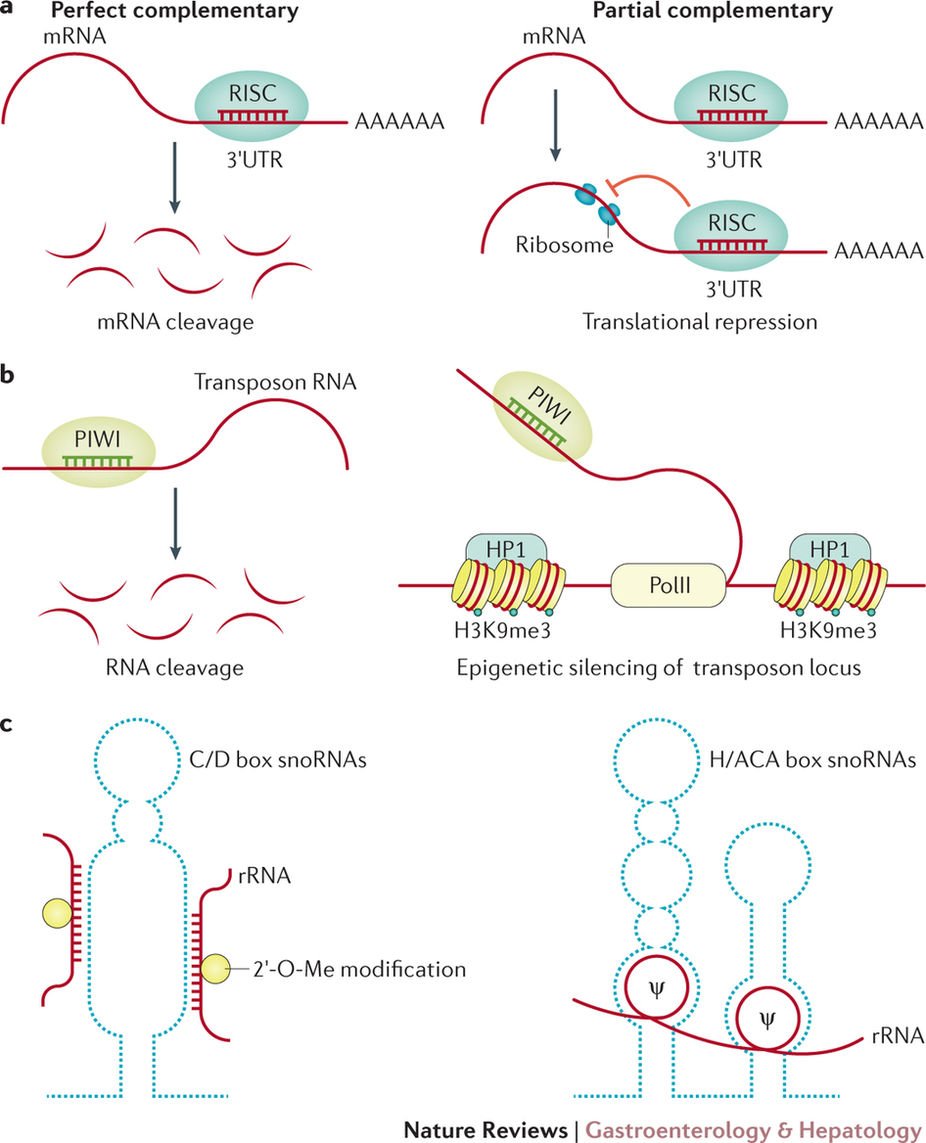 NatRevGastroHep's tweet image. New Review online! Small and long #Noncoding RNAs in hepatocellular carcinoma, discussing molecular functions and their pathological implications. Find it here: £ go.nature.com/2AOGNHV #LiverCancer