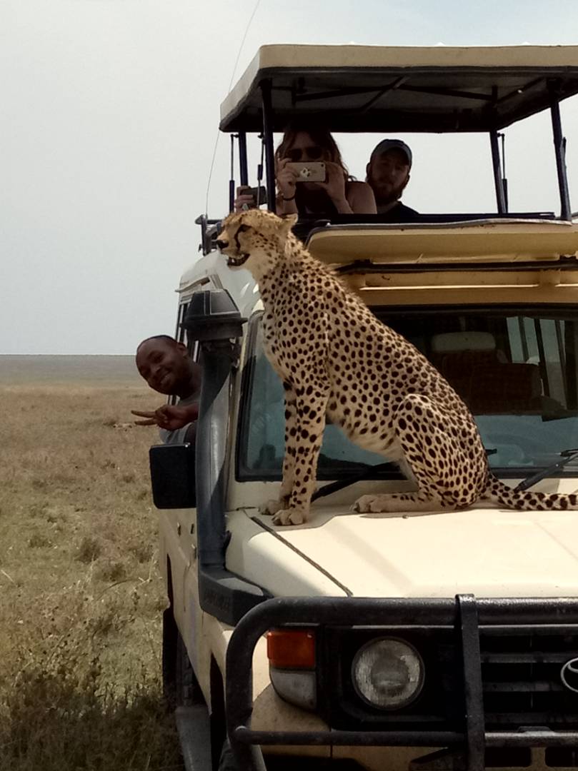 kandooadventure's tweet photo. This is what happened on #safari in the #Serengeti this week! #kilimanjaro #tanzania https://t.co/TEhbOvxqsp