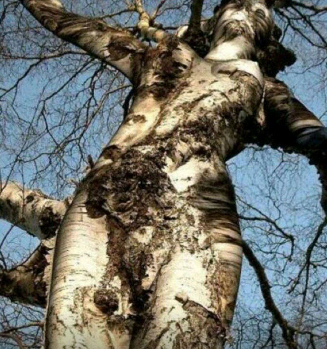 Короваи папуа индонезия. Домик на дереве. Жилища на деревьях. Украсить дерево. Застенчивые деревья.