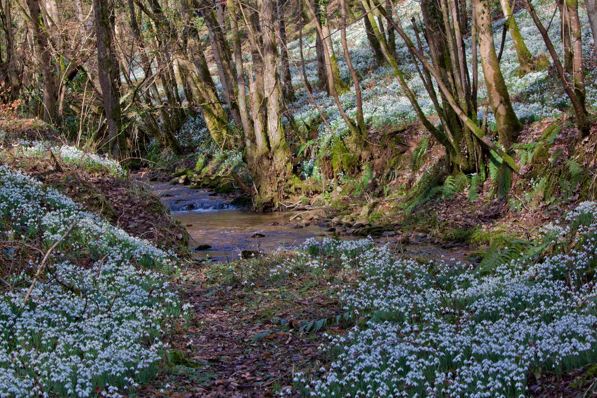 WSomRailway's tweet image. Snowdrops and Steam will be taking place this February Half Term.Your ticket includes, travel by steam train from Bishops Lydeard to Dunster and the bus transfer from Dunster to Wheddon Cross return. For more information  please visit our website west-somerset-railway.co.uk/events/detail/…