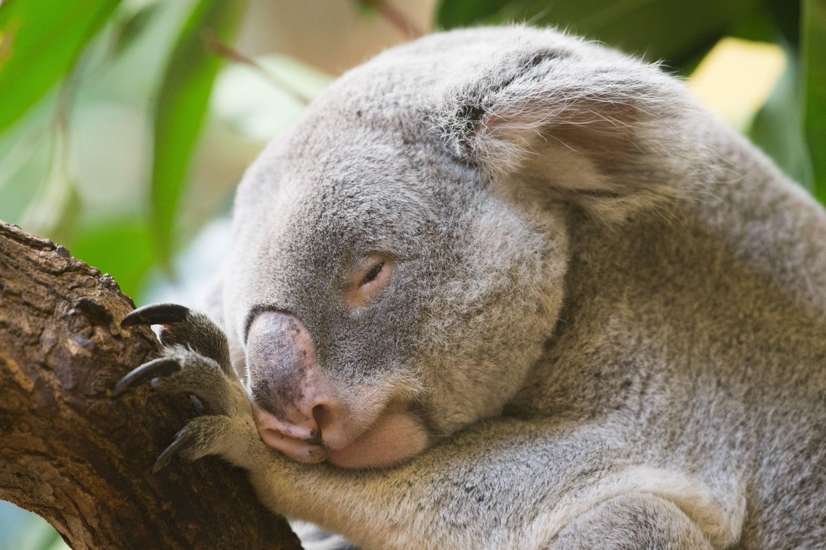 NZ-Blogs tweet media