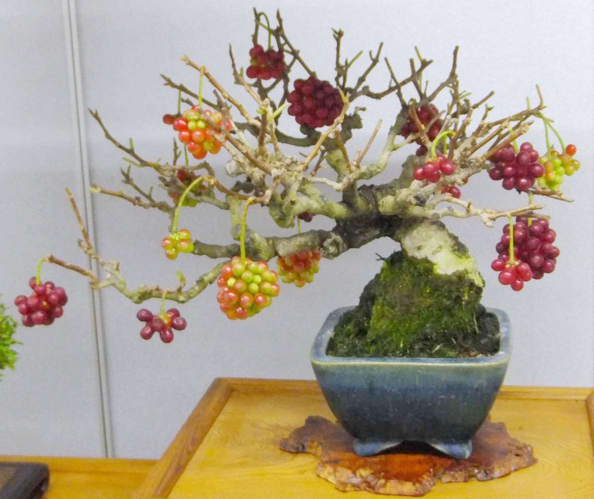 秋雅展 #展示会 #盆栽 #bonsai #ビナンカズラ 鉢込み25㎝位の印象
