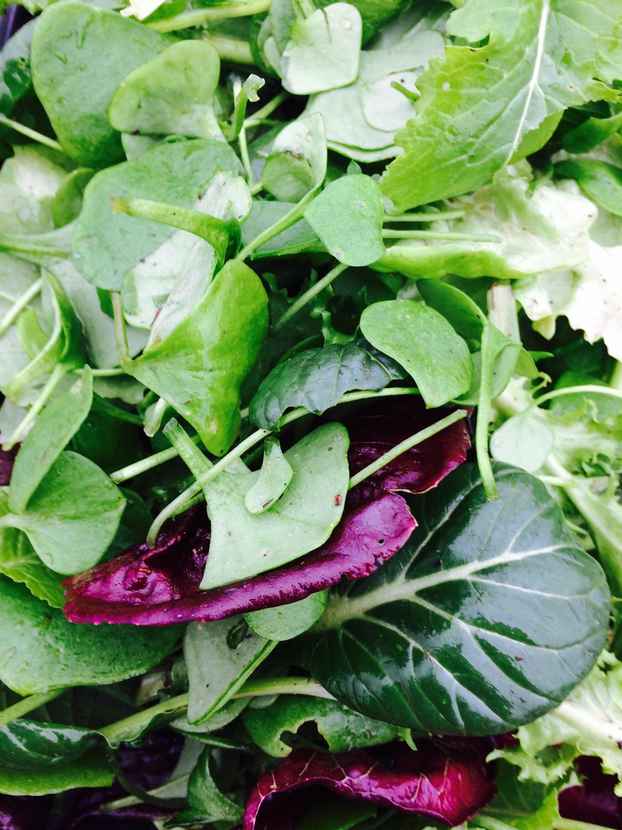 Winter salads still going strong despite the frosts outside