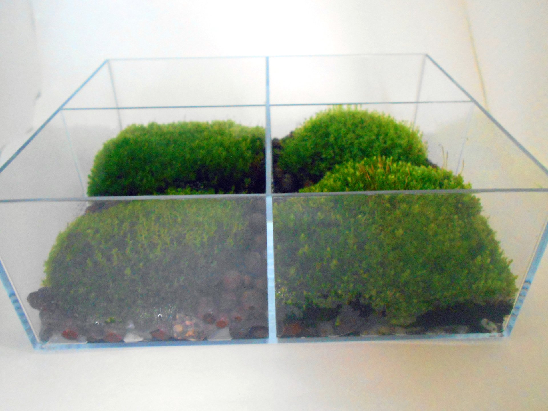 ガルシアｐ Ar Twitter 最近作った苔テラリウム その１ 屋外採取した苔コロニーの寄せ植え 種類不明 ホソバオキナゴケとか スナゴケとか その辺かなぁ アクリルの仕切りケースにハイドロボール敷いて乗せただけ なんとなく 和洋折衷 T Co Ggehjwnwoe